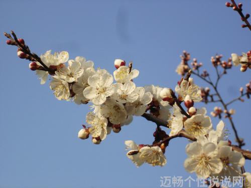 春天花开的朋友圈配文_春天花开的说说_春暖花开的朋友圈说说春天唯美短句